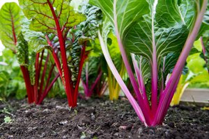 Vegetable Garden Protection